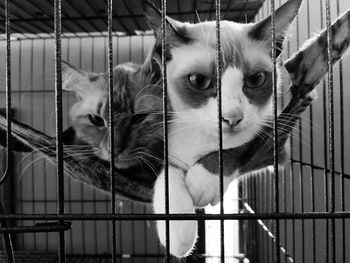 Portrait of cat in cage