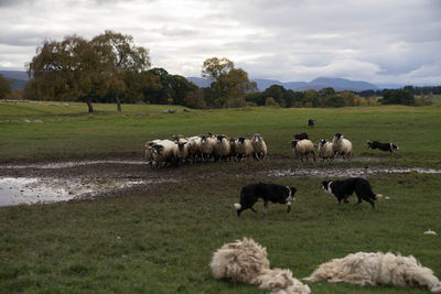 Sheep grazing on field against sky