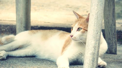 Close-up of a cat looking away