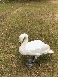 High angle view of swan on field