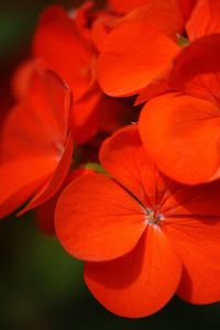 Close-up of orange flowers blooming outdoors