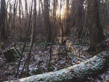 Bare trees in forest