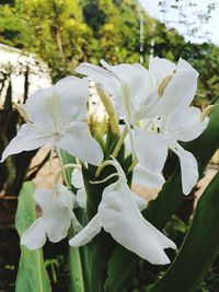 Close-up of white flowers blooming on tree