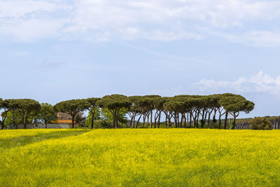 Scenic view of field against sky