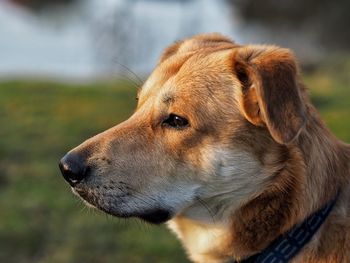 Close-up of dog looking away