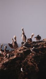 Seagulls perching on rock