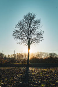 Bare tree on field against clear sky