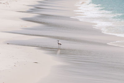 View of birds on beach