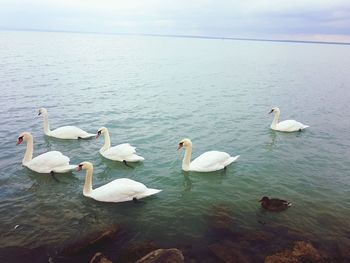 Swans on sea against sky