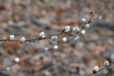 Close-up of plant