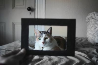 Portrait of cat on bed at home