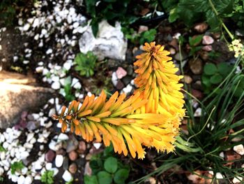 Close-up of yellow flowers blooming outdoors