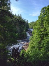 River flowing through forest