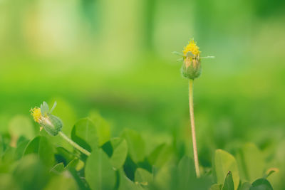 Close-up of insect on flower