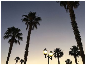 Low angle view of palm trees against blue sky