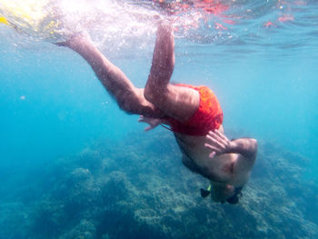 Close-up of turtle swimming in sea