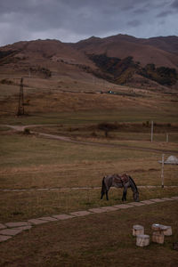 Horses grazing on field