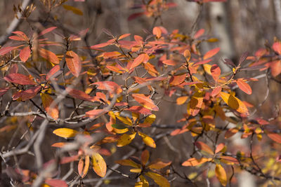 Close-up of autumnal leaves on tree