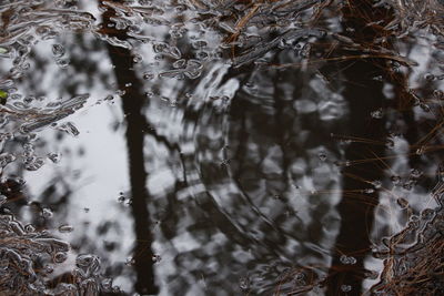 Full frame shot of wet trees in lake