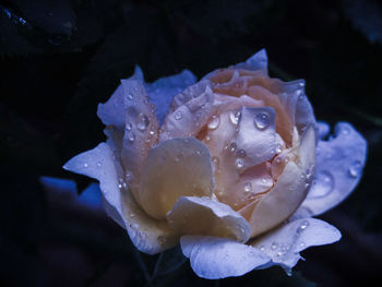 Close-up of water drops on rose