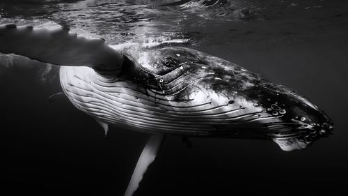 Close-up of whale