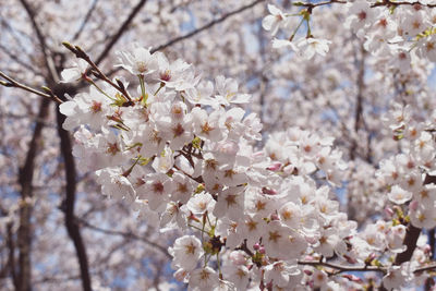 Close-up of cherry blossoms in spring