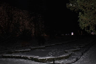 View of trees in winter at night