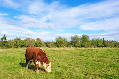 Rural country view with a beef cattle grazing on a field