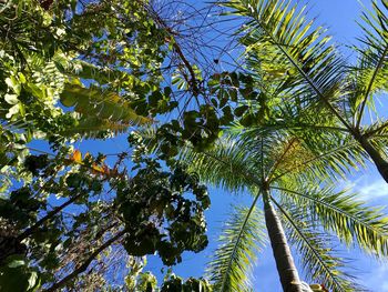 Low angle view of tree against sky