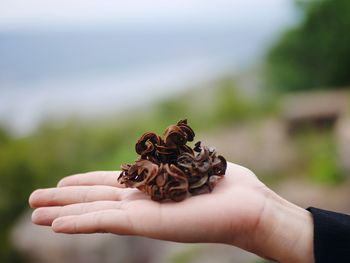Cropped hand of child holding dry plant
