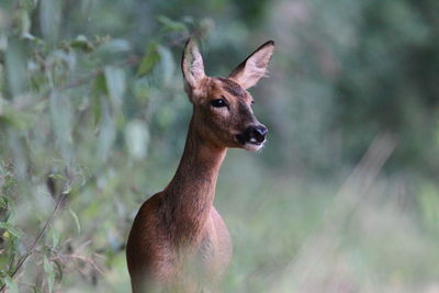 Deer standing on a field