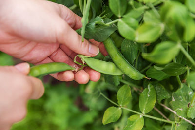 Close-up of hand holding leaves