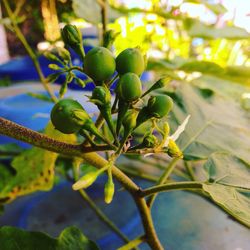 Close-up of berries growing on tree