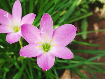 Close-up of pink flower