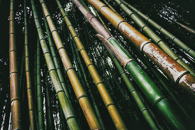 High angle view of bamboo water