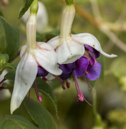 High angle close-up of purple flower blooming at park