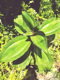 Close-up of green leaves on plant