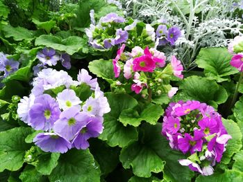 Close-up of purple flowering plants