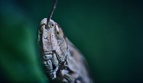 Close-up of frog on leaf