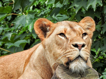 Close-up of lioness looking away against trees