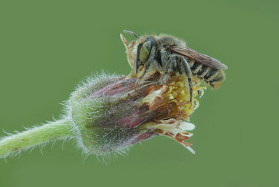 Close-up of insect on flower