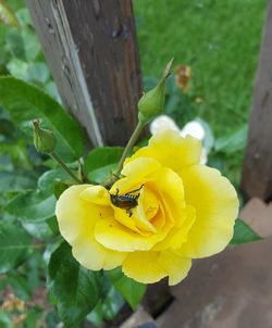 Close-up of bee on yellow flower