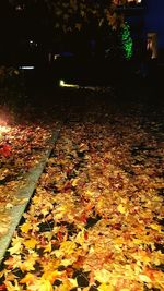 Close-up of illuminated autumn tree at night