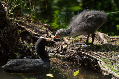 Close-up of coot feeding chick at lakeshore