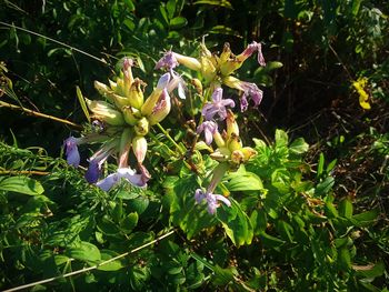 Close-up of flowers blooming outdoors