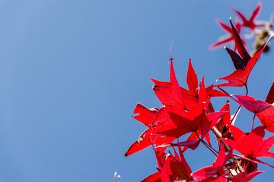 Low angle view of red maple leaves against clear blue sky