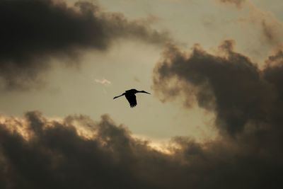 Low angle view of silhouette bird flying in sky