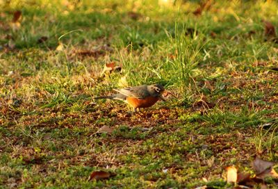 Birds on grassy field