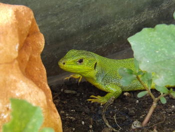 Close-up of frog