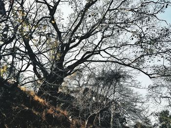 Low angle view of bare trees against sky